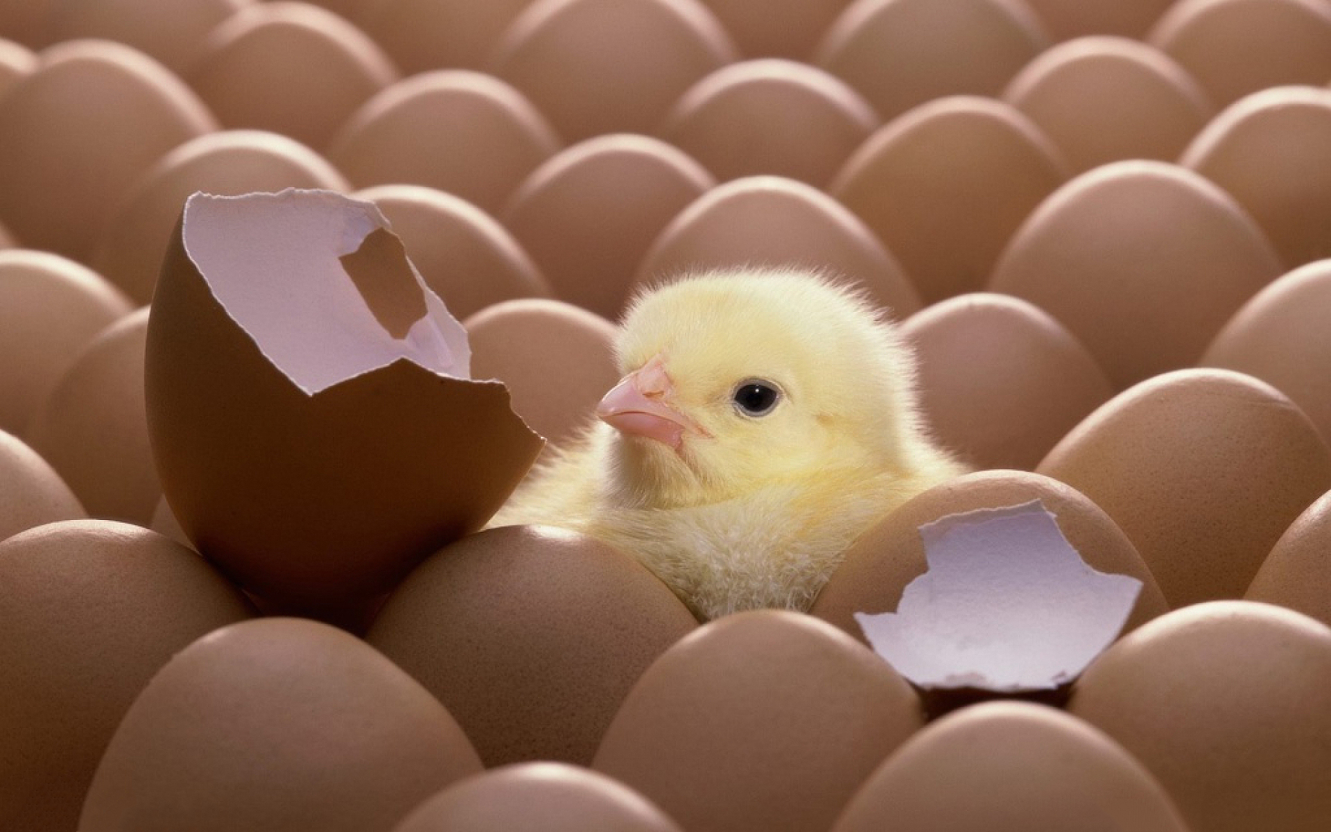 chick