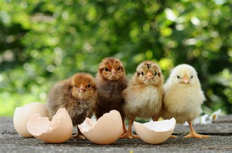 downloadchick
